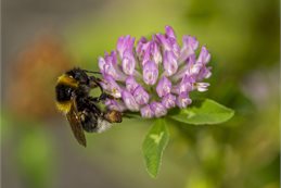 No mow trials at Carterton’s parks aim to encourage more wild flowers to grow, helping the area’s ecosystems.