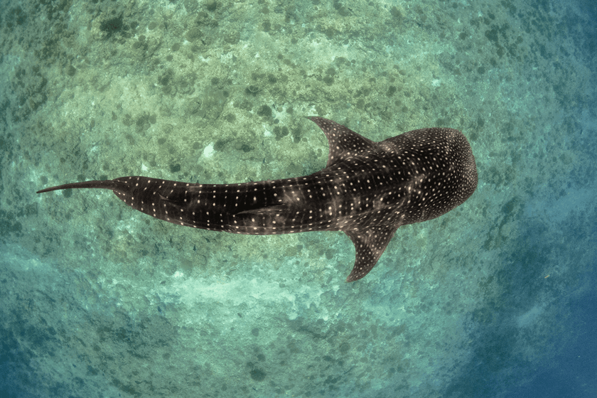 naushad mohamed via Unsplash