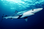 Blue shark Blue shark