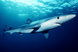 Blue shark Blue shark