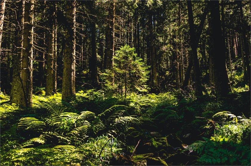 Depositphotos