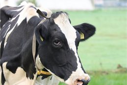 Photo by Megumi Nachev on Unsplash