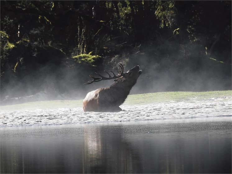 Wapiti Bull