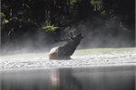 Wapiti Bull Wapiti Bull