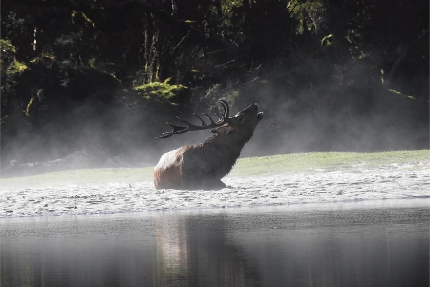 Wapiti Bull