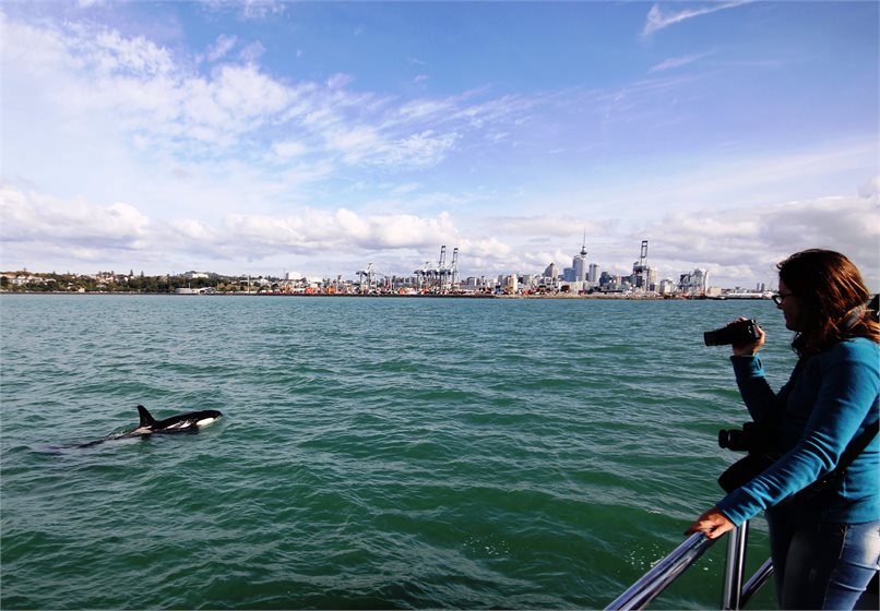 A passenger enjoys some up-close interaction with an Orca (Killer Whale) just outside Auckland.