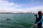 A passenger enjoys some up-close interaction with an Orca (Killer Whale) just outside Auckland. A passenger enjoys some up-close interaction with an Orca (Killer Whale) just outside Auckland.