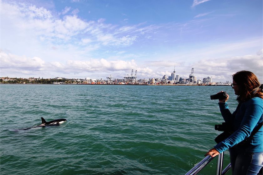 A passenger enjoys some up-close interaction with an Orca (Killer Whale) just outside Auckland.
