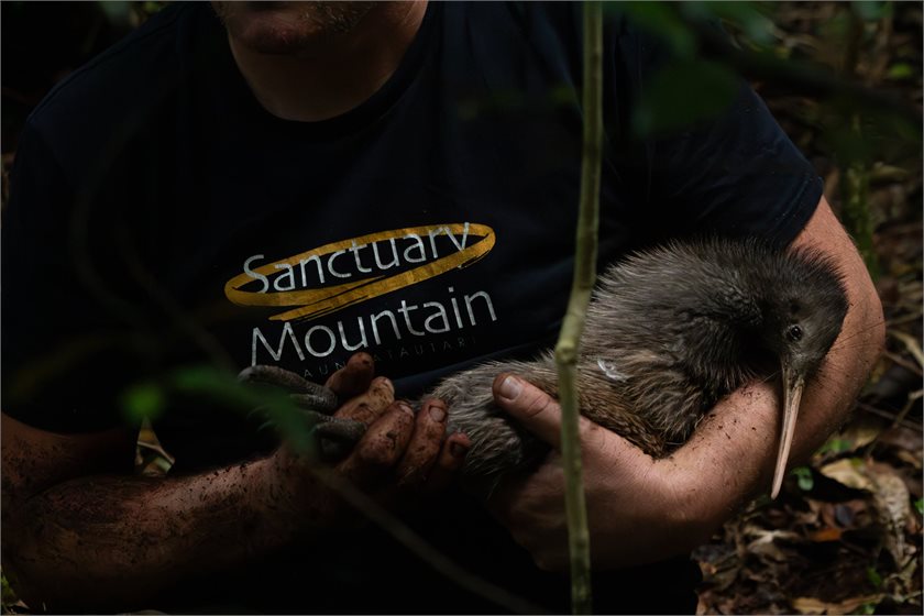 Sanctuary Mountain Maungatautari