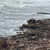 A Gisborne beach covered in wood debris after Cyclone Gabrielle. A Gisborne beach covered in wood debris after Cyclone Gabrielle.
