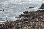 A Gisborne beach covered in wood debris after Cyclone Gabrielle. A Gisborne beach covered in wood debris after Cyclone Gabrielle.