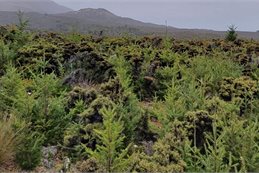 Wilding pines pictured at Mid Dome, Northern Southland