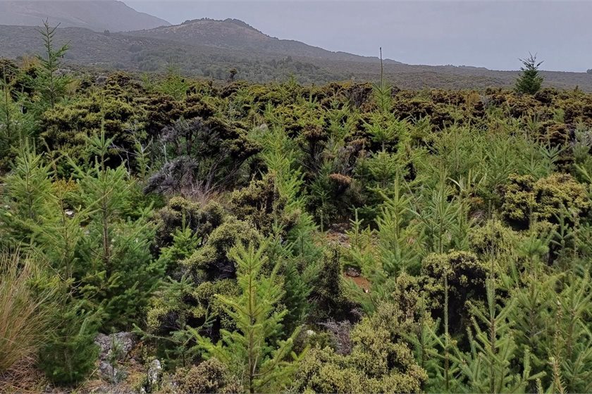 Wilding pines pictured at Mid Dome, Northern Southland