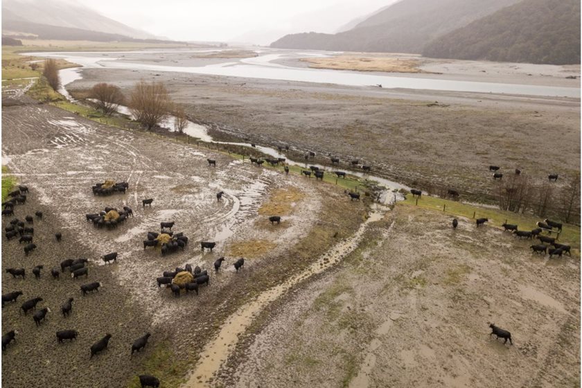 Greenpeace Aotearoa