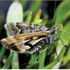 The Avatar moth, which was crowned New Zealand's 'bug of the year' just last week, is Nationally Critical and lives only on the Denniston Plateau