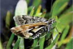 The Avatar moth, which was crowned New Zealand's 'bug of the year' just last week, is Nationally Critical and lives only on the Denniston Plateau