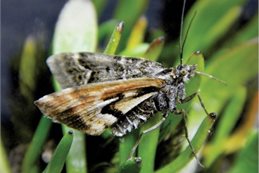 The Avatar moth, which was crowned New Zealand's 'bug of the year' just last week, is Nationally Critical and lives only on the Denniston Plateau