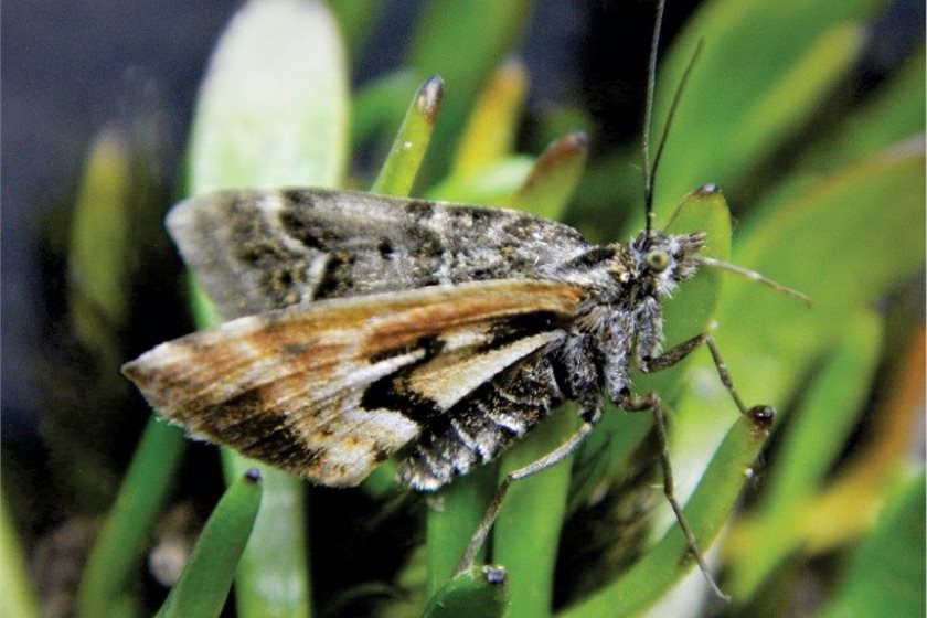 The Avatar moth, which was crowned New Zealand's 'bug of the year' just last week, is Nationally Critical and lives only on the Denniston Plateau