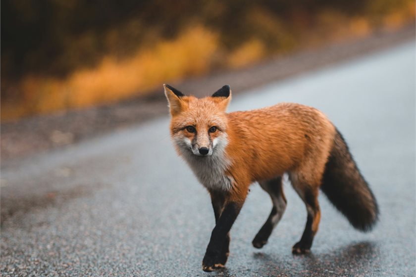 Photo by Erik Mclean on Unsplash