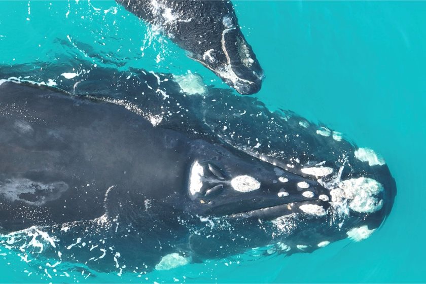 Richard Twist, Current Environmental Pty Ltd