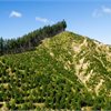 Waihora Forest, Gisborne – land currently for sale.