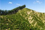 Waihora Forest, Gisborne – land currently for sale.