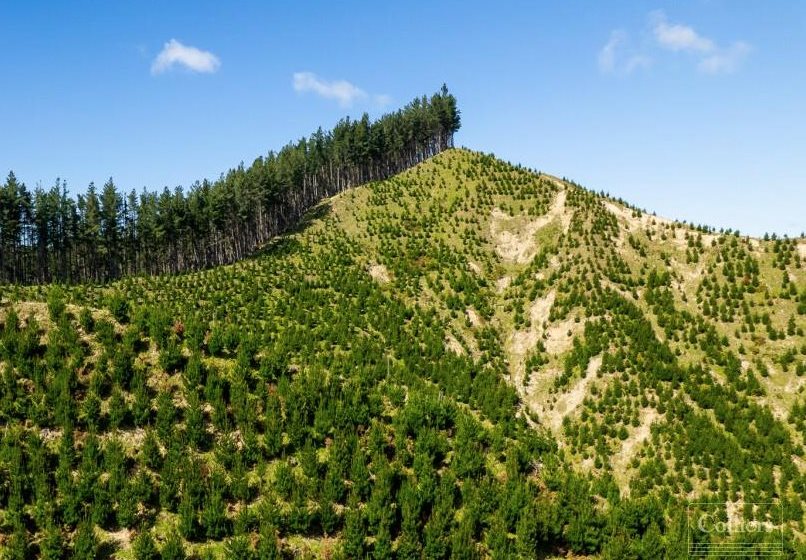 Waihora Forest, Gisborne – land currently for sale.