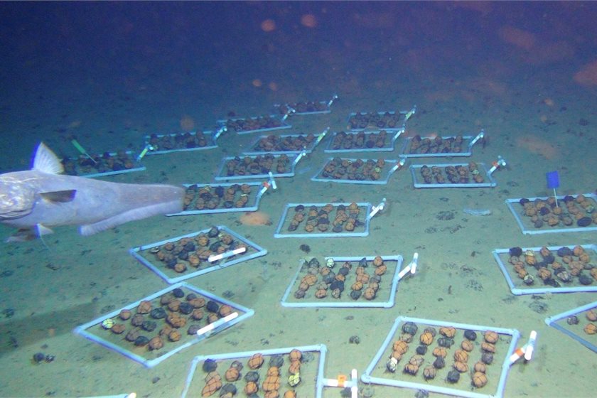 Photo by ROV-Team/GEOMAR via Wikimedia Commons