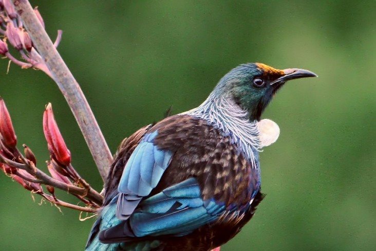 Forest and Bird