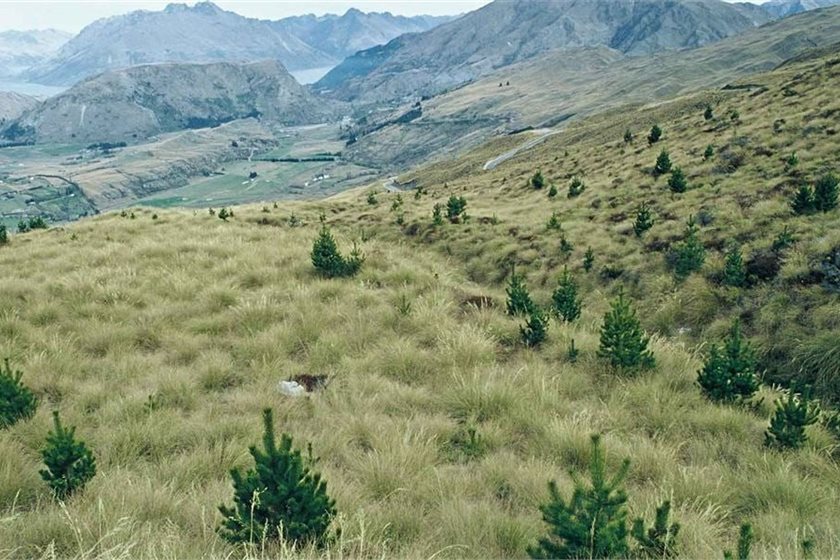 Neville Peat/Department of Conservation