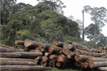 Sustainable logging in Sandakan, Malaysia ... will the wood come labelled from now on? Sustainable logging in Sandakan, Malaysia ... will the wood come labelled from now on?