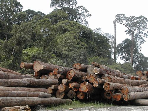 Sustainable logging in Sandakan, Malaysia  ... will the wood come labelled from now on?
