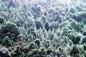 Tasmanian forests ... crucial role of conservation.