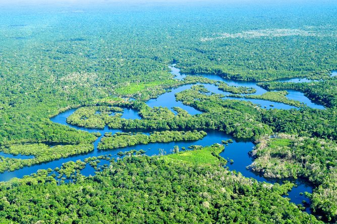 Another way to reduce the carbon balance: trees