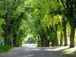 City trees ... RMA puts them in peril.