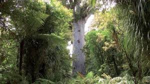 Tane Mahuta, Waipoua Forest