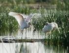 Wetlands ... 771 billion tonnes of greenhouse gases.