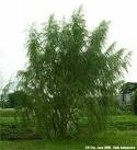 Wonder of willow ... an exciting industry to be in, says Pure Power.