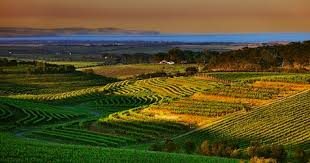 South Australia’s McLaren Vale is leading the way in adapting to climate change, but the future for vineyards is still uncertain.
